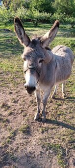 Koupíme - hledáme koňskou parťačku/já do našeho zoocentra - 3