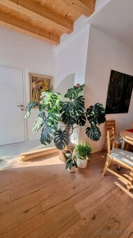 Monstera - velká/obří - 3