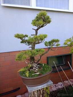 Borovice drobnokvětá bonsai - 3