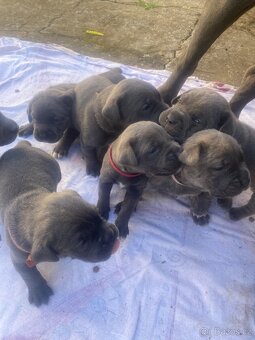 Cane corso rezervaci - 3