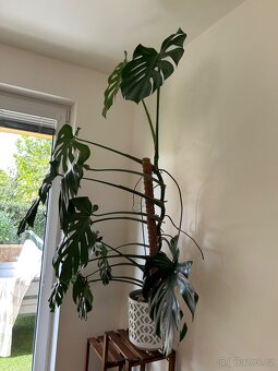 Velká monstera - 3