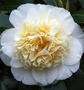 Kamélie japonská (Camellia Japonica) - 3