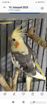 Korela chocholatá - 3