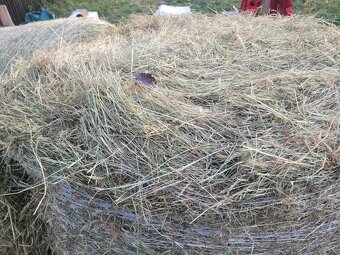 Seno kulaté balíky ze Šumavy - 3
