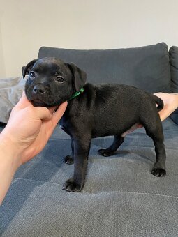 Stafordšírský bulteriér - 3