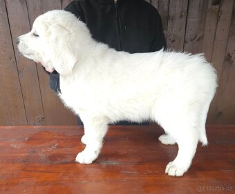 Slovenský čuvač - 3