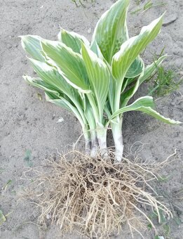 Hosta- bohyška - 3