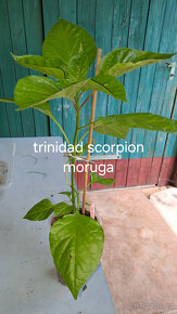 Chilli semínka 7 druhů, Car.Reaper,Trin. Scorp. Moruga a jin - 3
