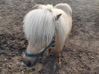 Minishetland pony - 3