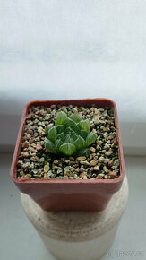 Haworthia cooperi var. Gordoniana 'Zuurbron' ( sukulent ) - 3