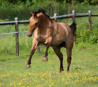AQH Klisna Bay Dun 3 roky - 3