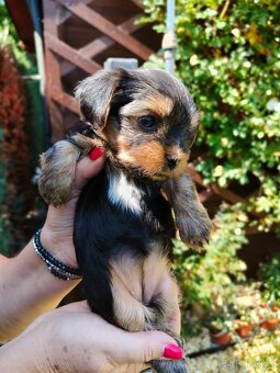 🐾 Yorkshire teriér štěňátka – holčička a chlapeček - 3