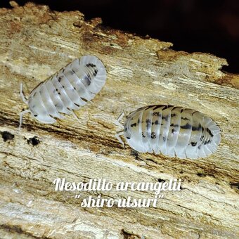 ❤️Obrovská sbírka isopod - 3