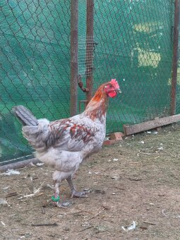 Marans kohouti - 3