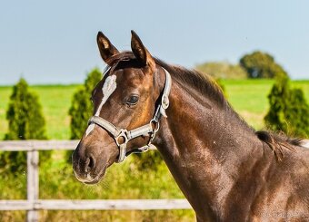 Klisna, hříbě  odstávče - 3