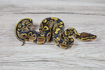 Krajta královská Normal Het Genetic Stripe (Plzeň) - 3