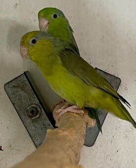 Papoušíček šedokřídlý - 3