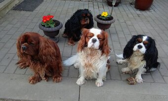 Kavalír king charles Španěl ke krytí - 3