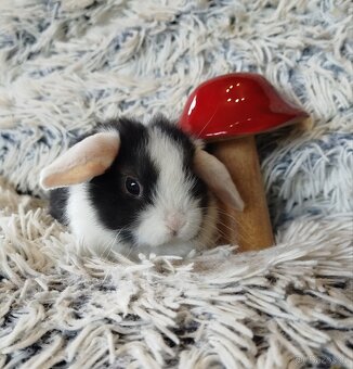 Minilop - anglický zakrslý beránek s VP - 3