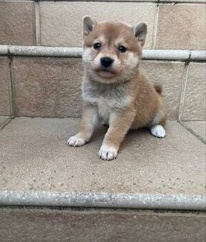 Shiba inu, šiba inu - 3