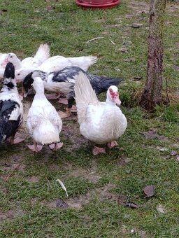 Kachna pyzmova a kačer - 3