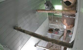 1.1. Žako Kongo,1.1.Pap.Senegálský,Amazonek Bělobřichý - 3