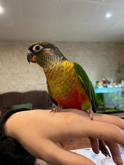 Ručně dokrmená Pyrura zelenolící - 3