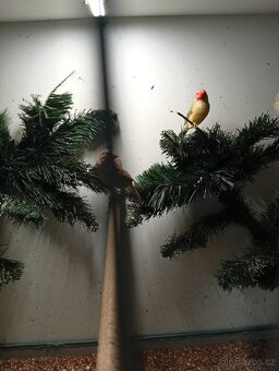 Astrild rakosní, rakosnik - 3