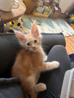 Mainská mývalí bez PP - 3