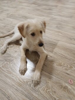 Štěňátko kříženec - 3