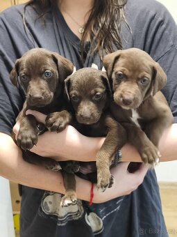 Pejsek pro rodinný život - 3