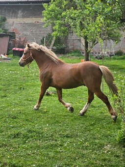 Valach wpbr 4 letý - 3