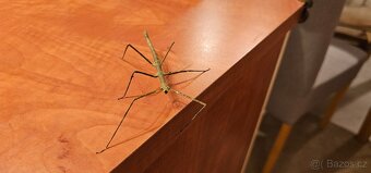 Rezervace - Strašilky - pakobylky rohaté - 3