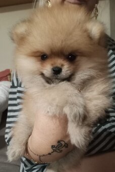 Pomeranian - 3