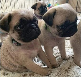 Mops štěňátka na prodej - 3