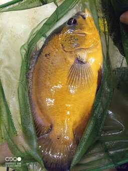 Vieja argentea, Nandopsis tetracanthus, Astronotus ocellatus - 3