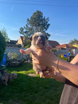 Štěňátko American Bully - 3