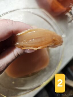 Kombucha - 3