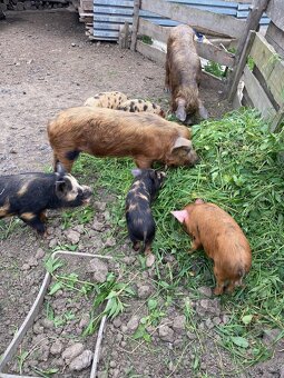 Kune Kune - 3