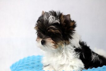 biewer yorkshire terrier s PP- Ginno - 3