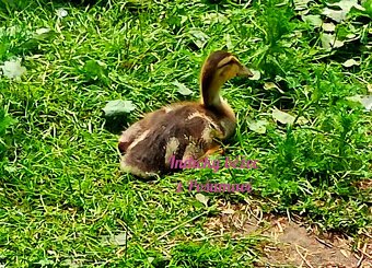Indický běžec - kachňátka 🦆🦆🦆 - 3