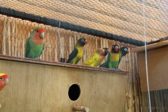 Agapornis- letošní mláďata - 3