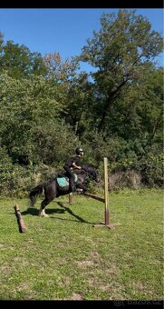 Prodám- pony - 3