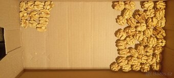 Loupané vlašské ořechy - 3