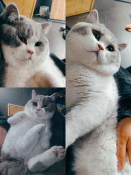 Vánoční britské koťátko - 3