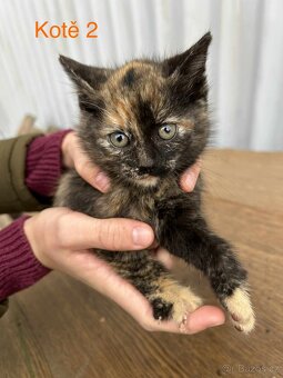 Koťata - 3