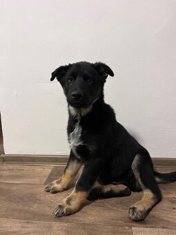 Štěňátko křížený husky a německý ovčák - 3