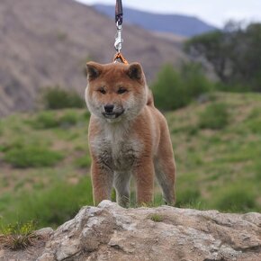 Shiba inu s PP - 3