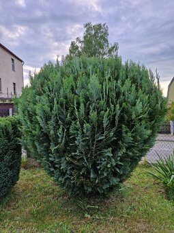 Rozdílné thuje, japonské vrby a buxus - 3