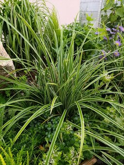 Carex ostřice - 3
